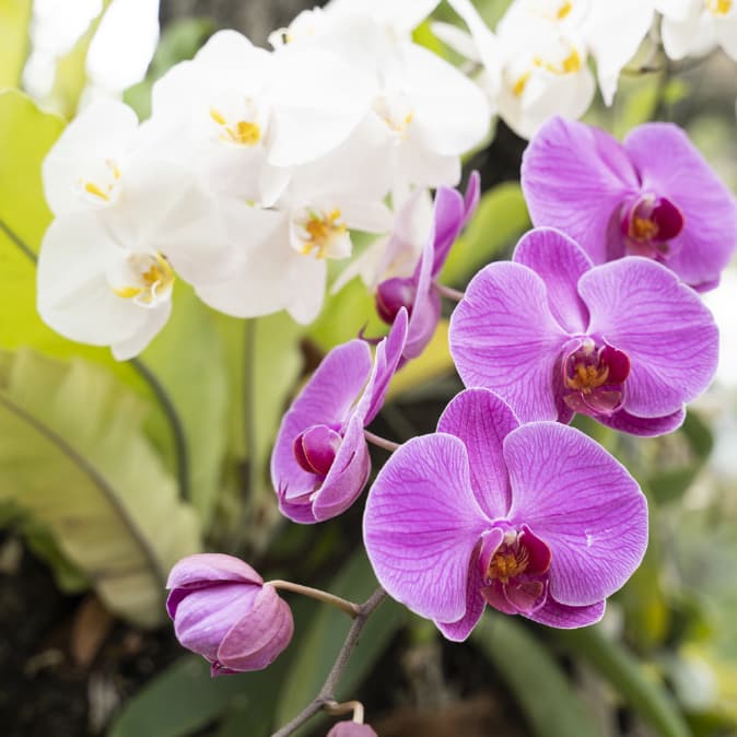 Orchidées