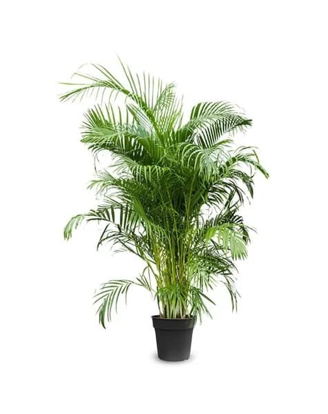 Plantes d'extérieur