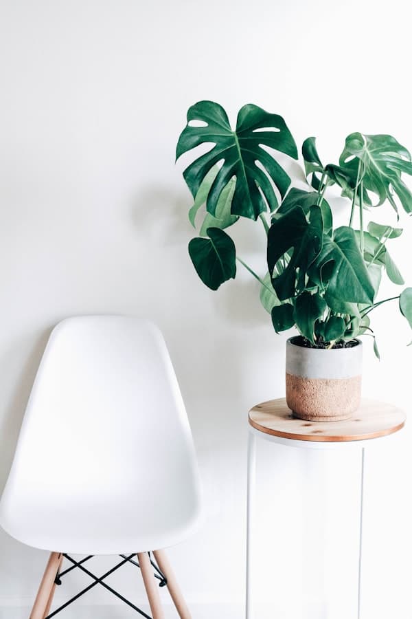 Plantes d'intérieur