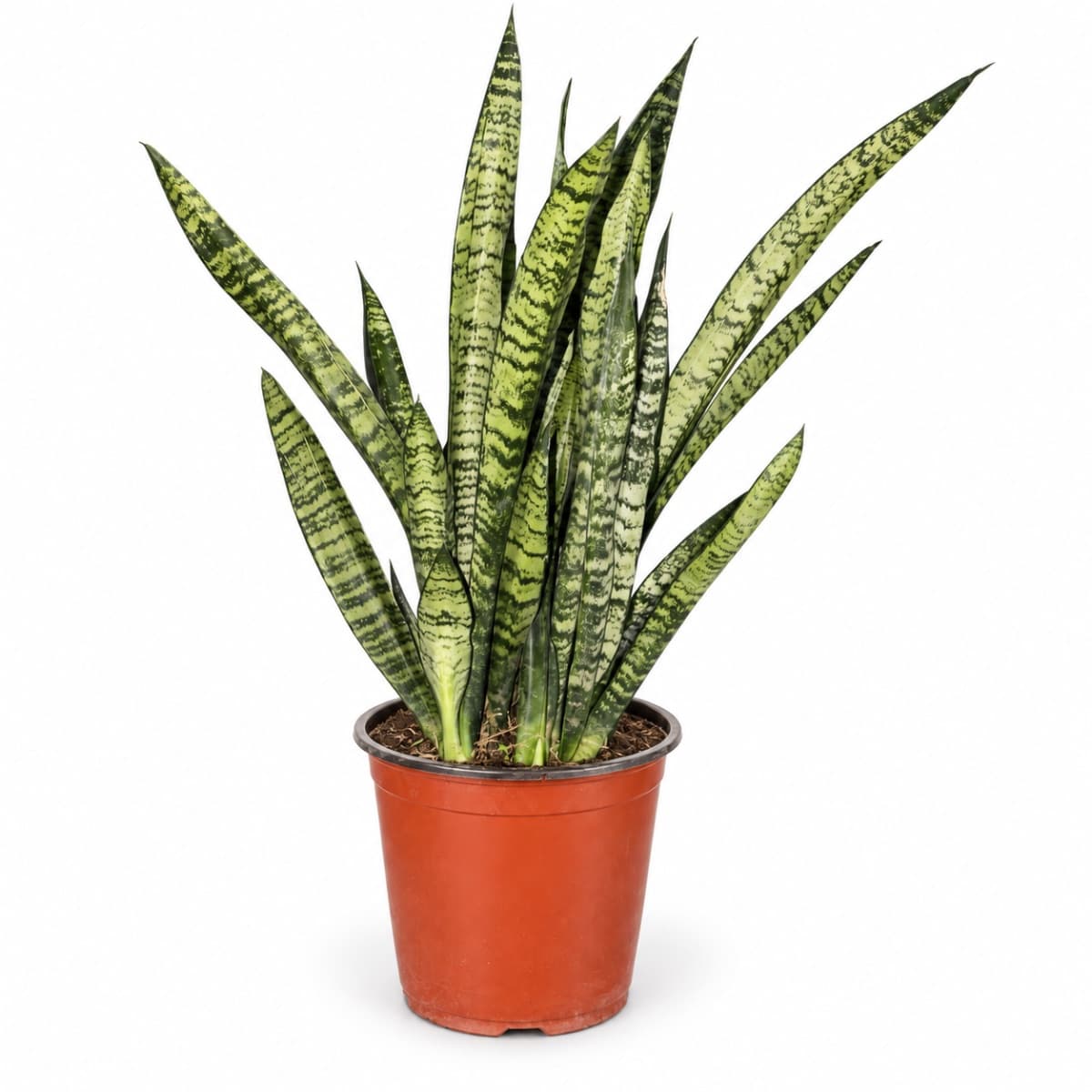 Sanseveria verte L