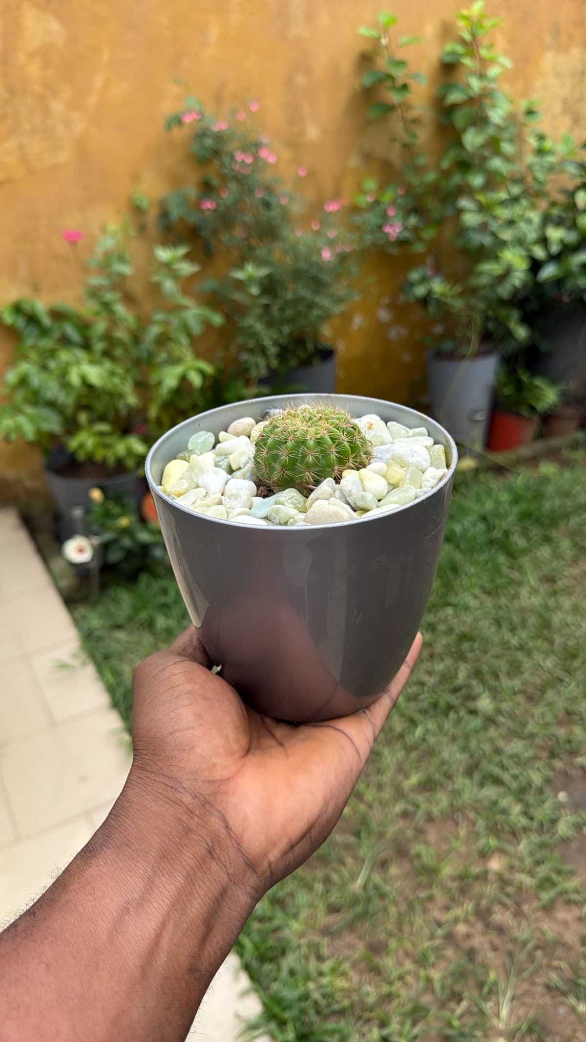 Cactus đ” L