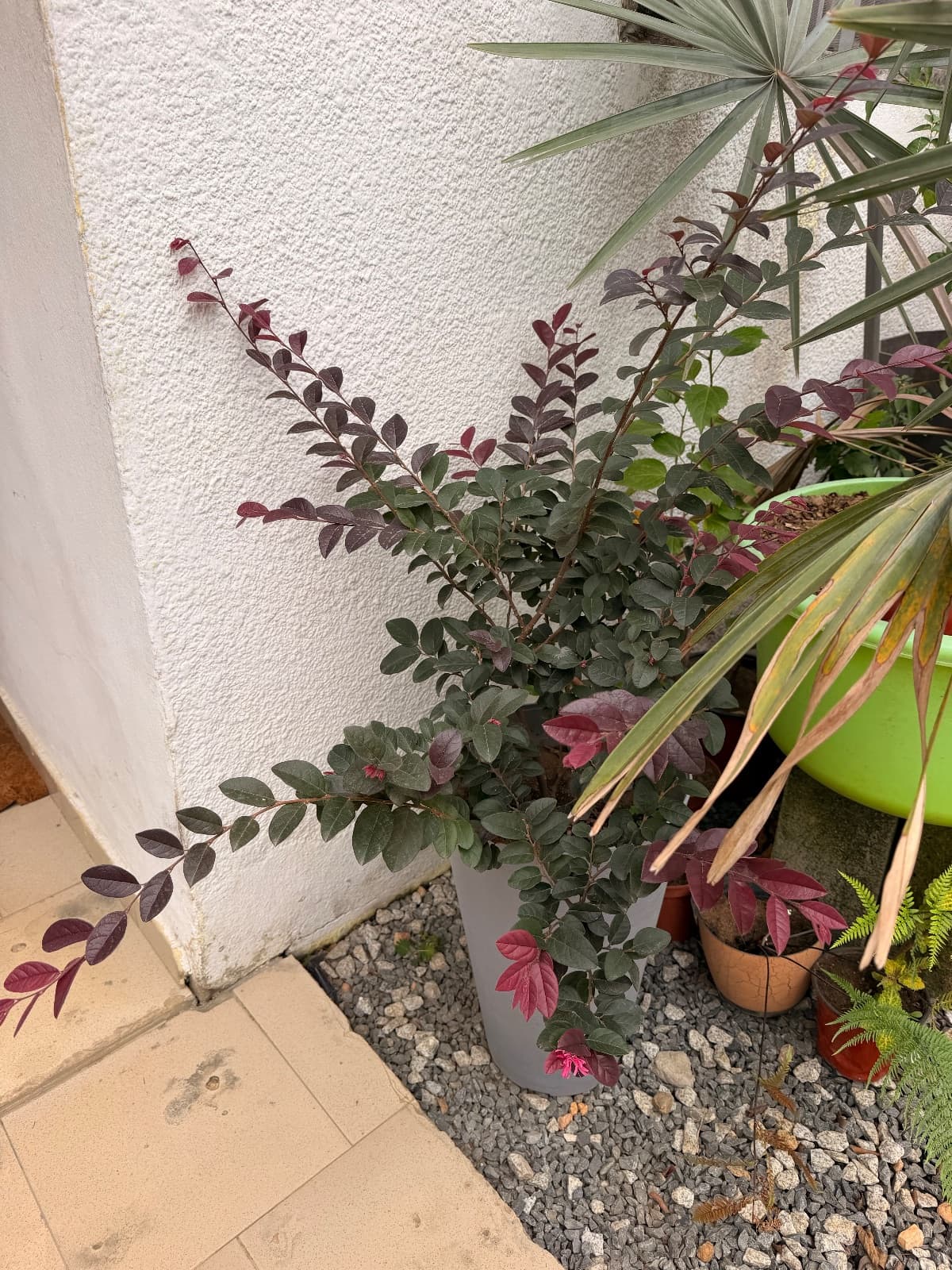 Loropetalum