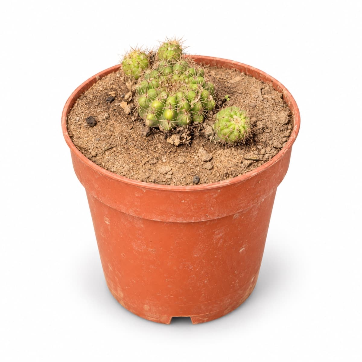 Cactus 🌵 boule