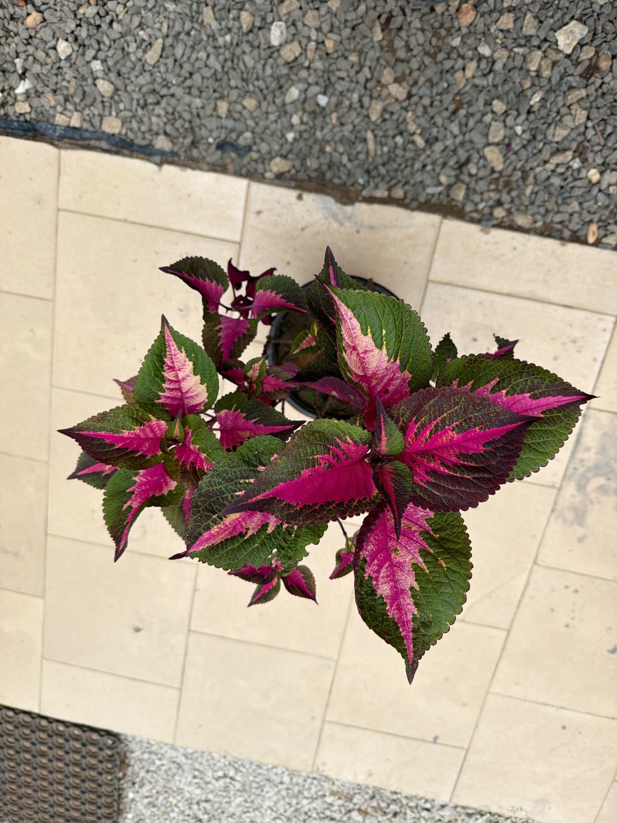 Coleus