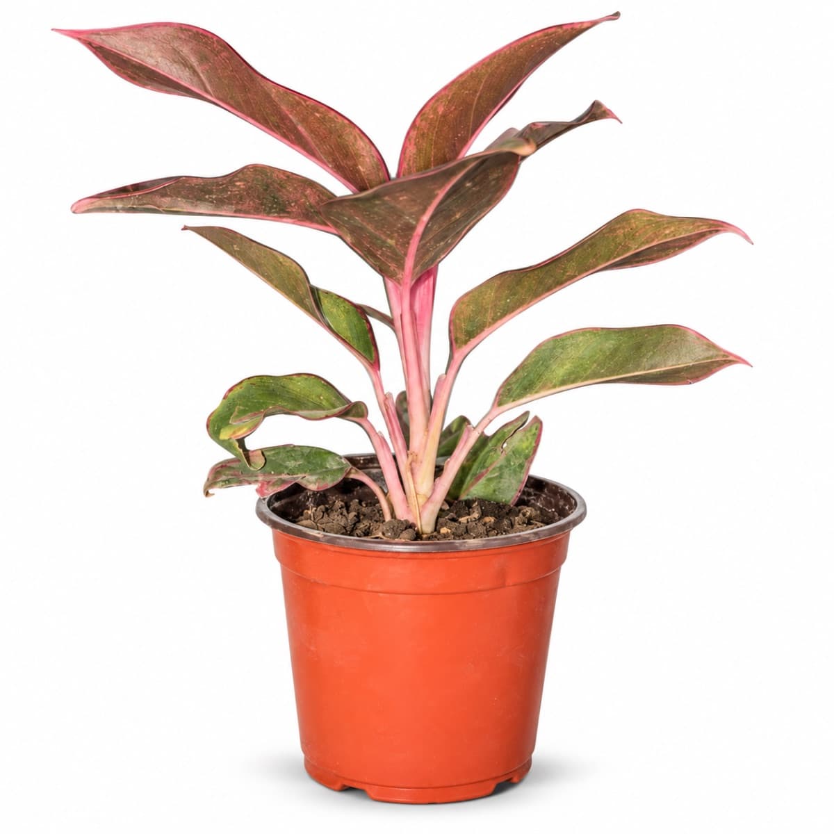 Aglaonema Siam Aurora