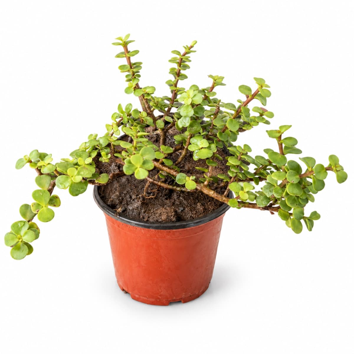 Jade