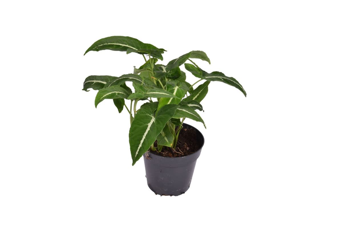 Syngonium wendlandii