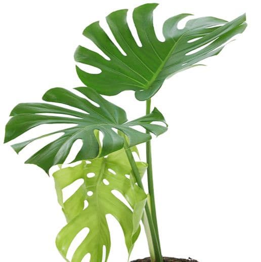 Monstera Deliciosa
