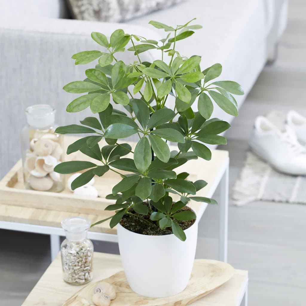 Schefflera