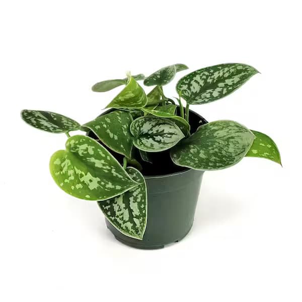 Scindapsus Silver