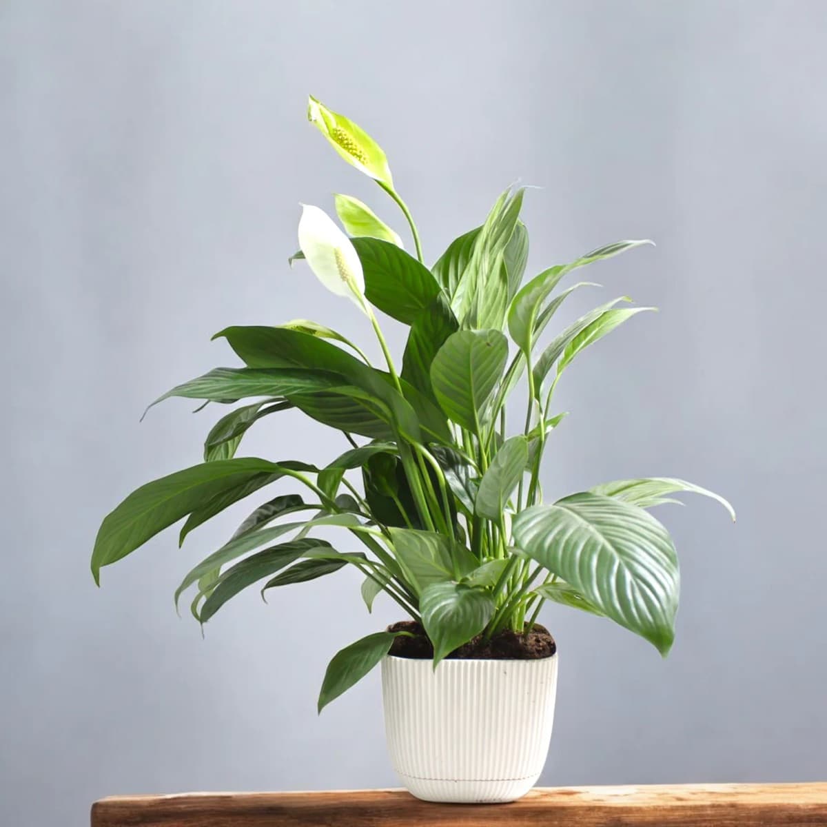 Spathiphyllum
