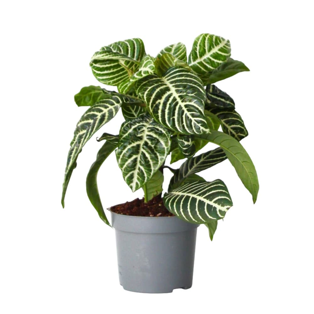 Aphelandra