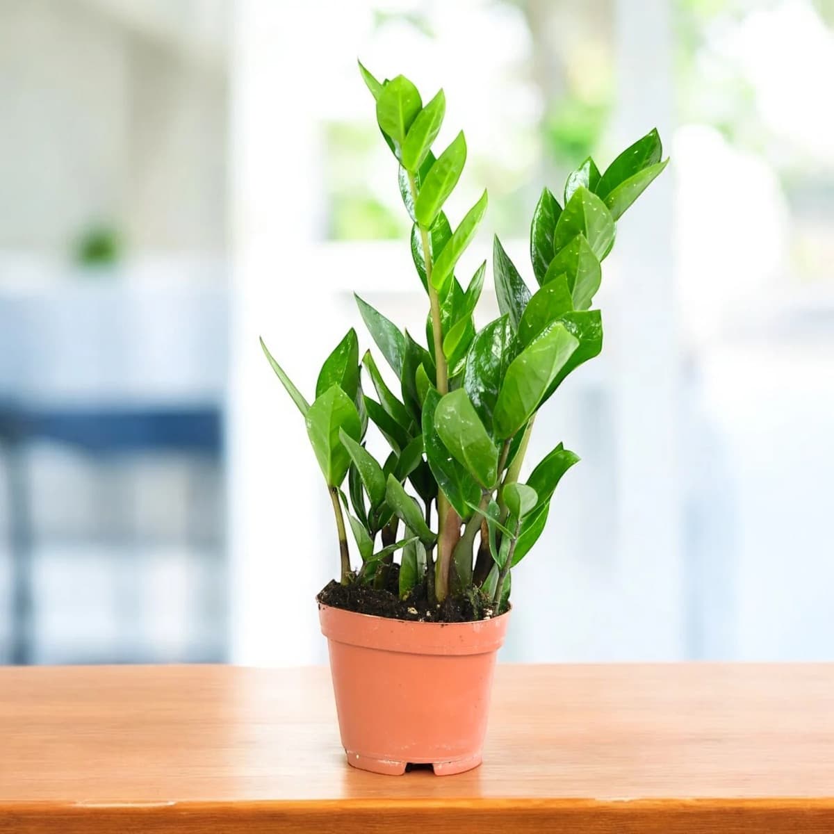 Zamioculcas