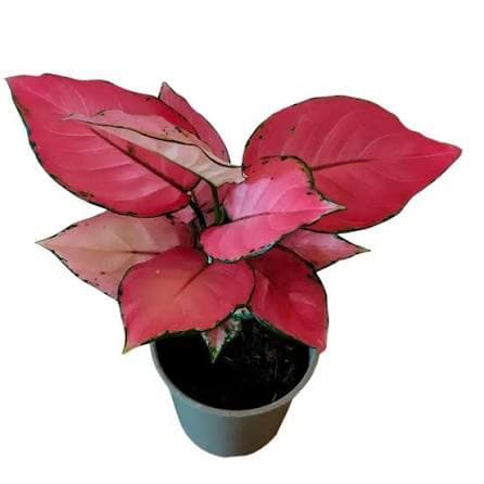 Aglaonema Pink Star