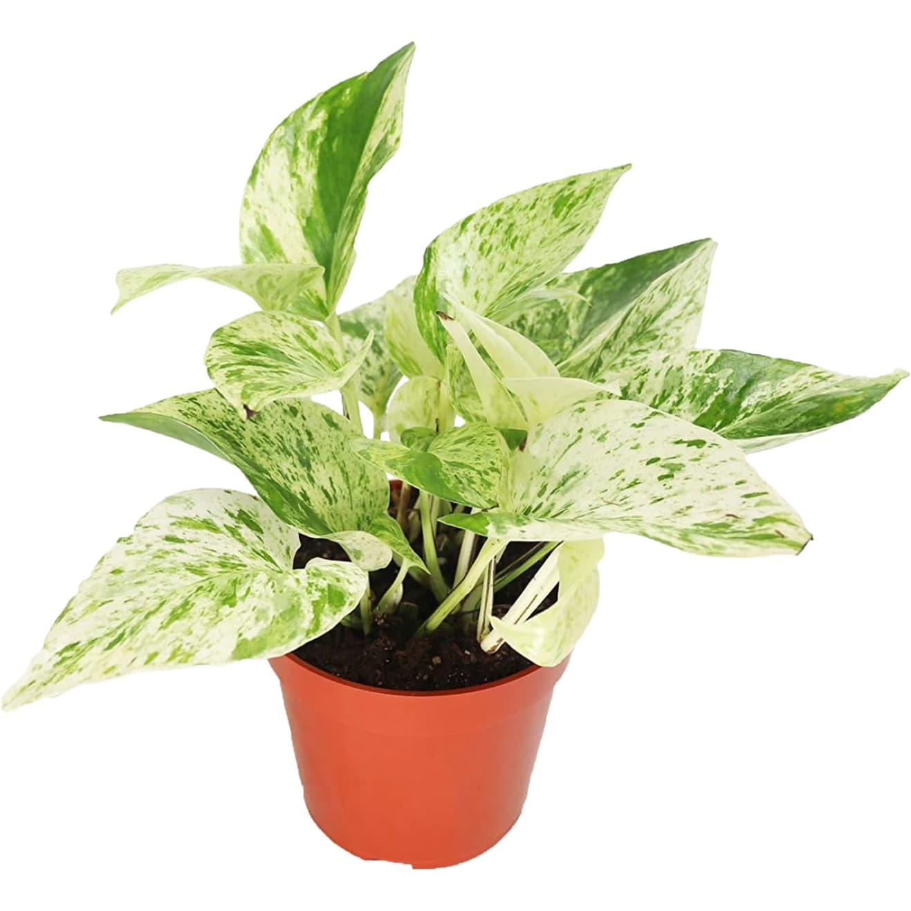 Pothos Snow Queen