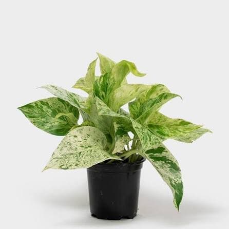 Pothos Marble Queen