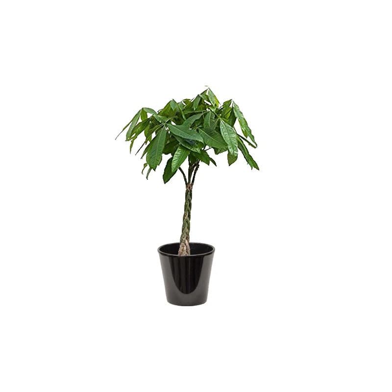 Pachira petit
