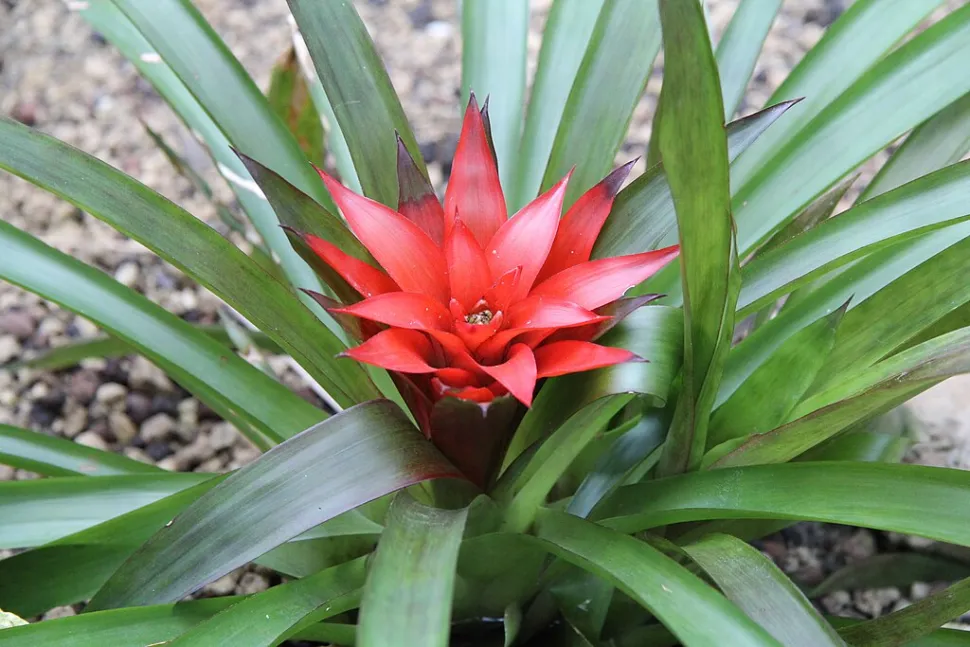 Guzmania
